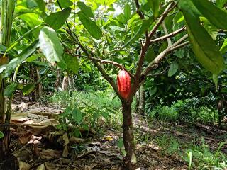 FARMLAND: FINCA DE CACAO EN EL TUMA LA DALIA